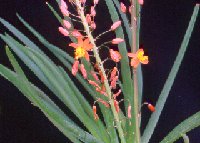 BULBINE (Xanthorrhoeaceae)